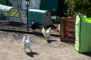 three hens in a garden with hen house in the background