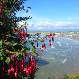 a view of the sea with a wild fuschia bush in the foreground